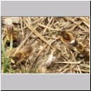 Colletes cunicularius - Seidenbiene 07.jpg